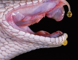 Image result for venom of the king cobra